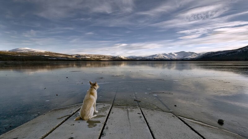 Dog on a Dock — Blue, Serene, Winter
