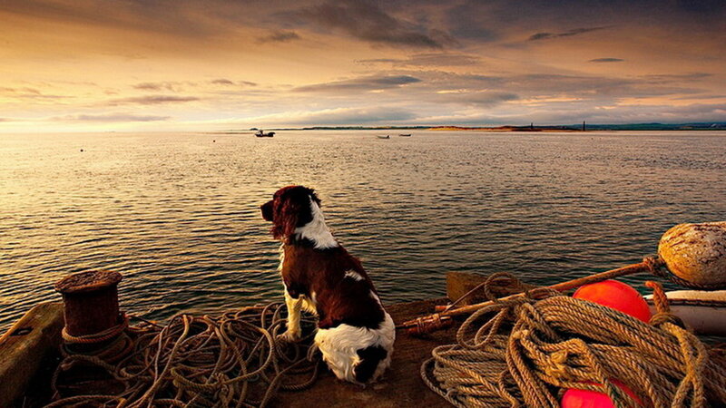 Dog on a Dock — Brown