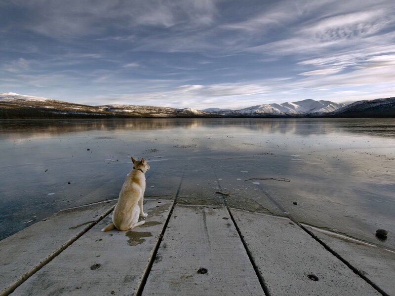 Dog on a dock by a frozen lake