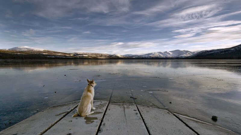 Dog on a dock by a frozen lake