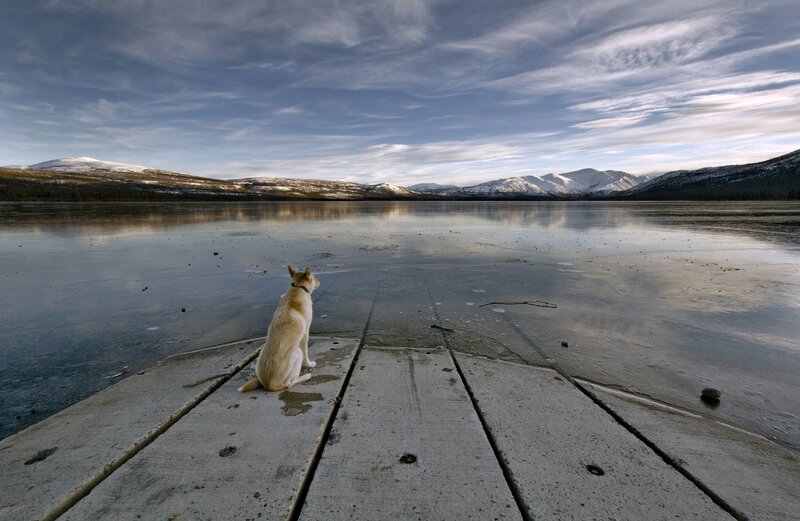 Dog on a dock by a frozen lake