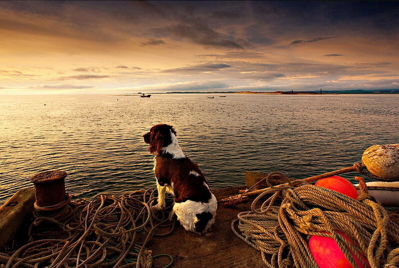 Dog on a Dock