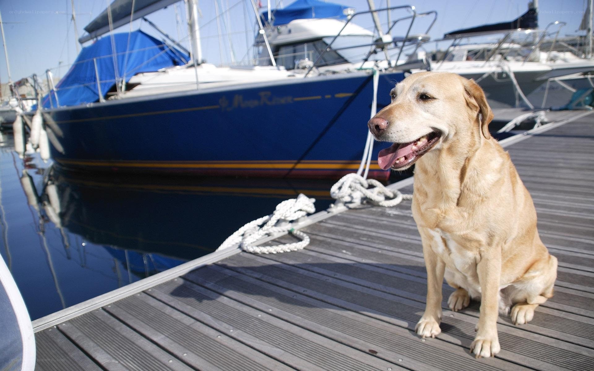 Dog on a dock with boats