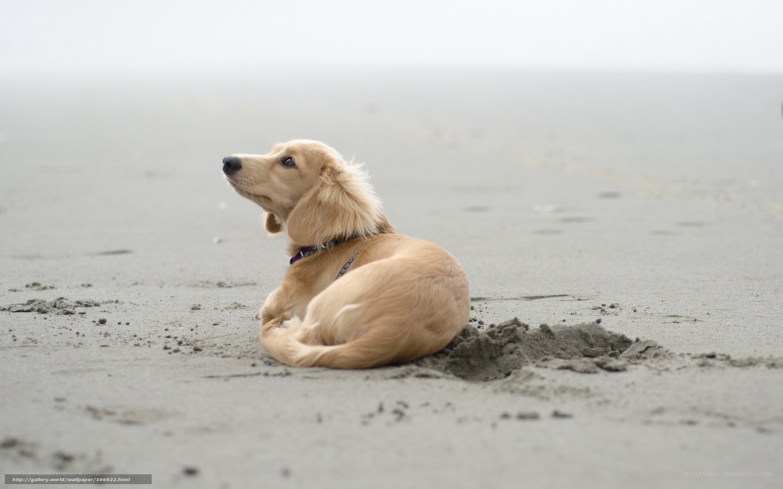 dog on a foggy beach
