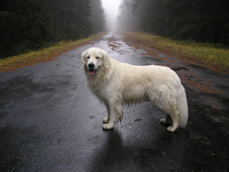 dog on a foggy road