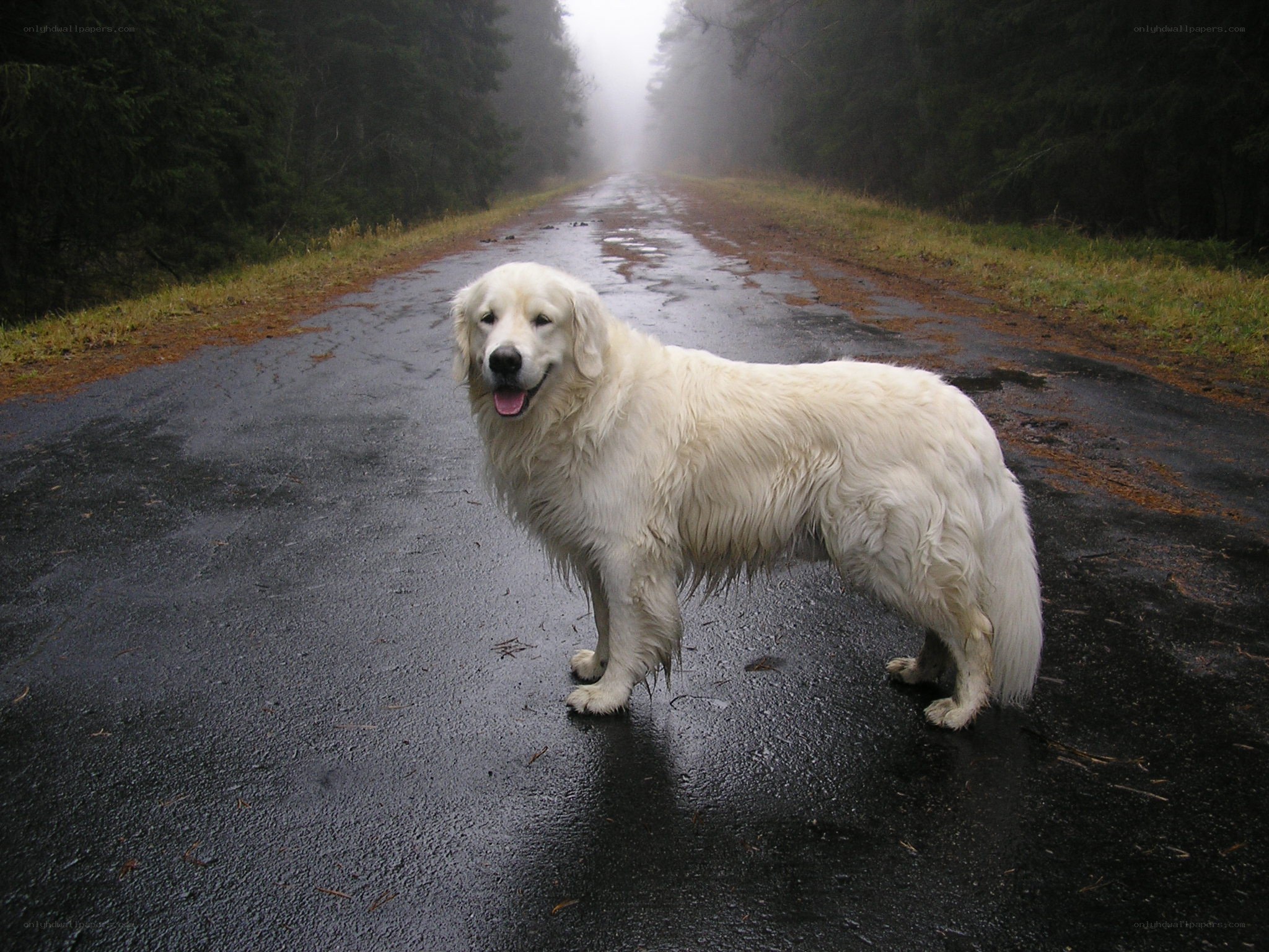 dog on a foggy road