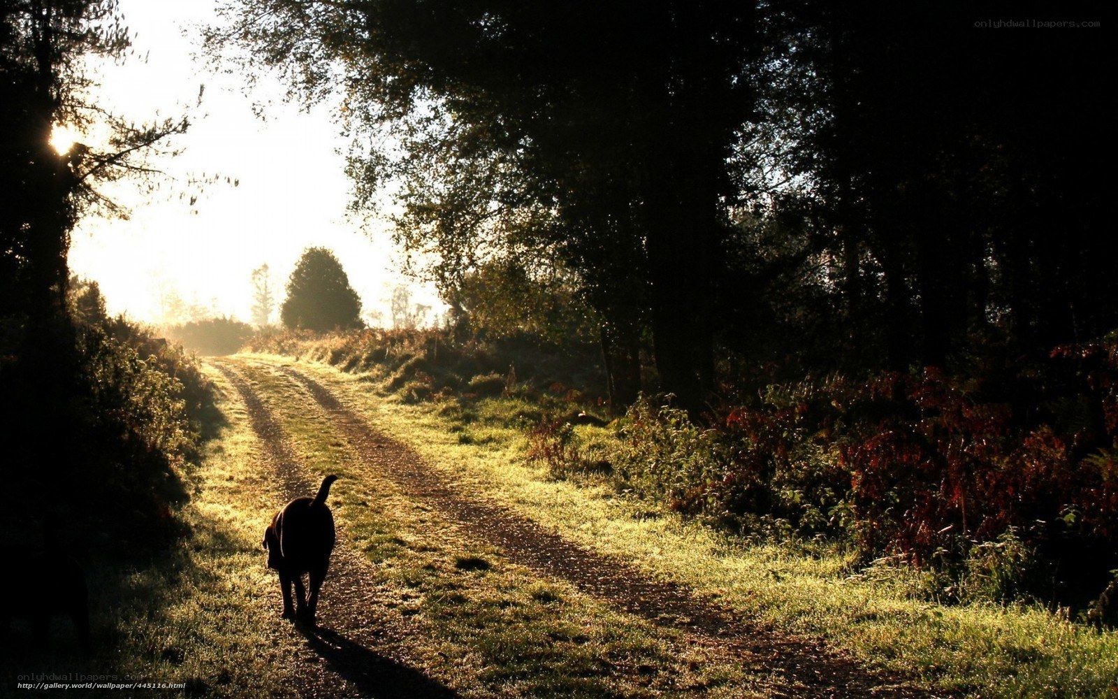 Dog on a forest path at sunrise