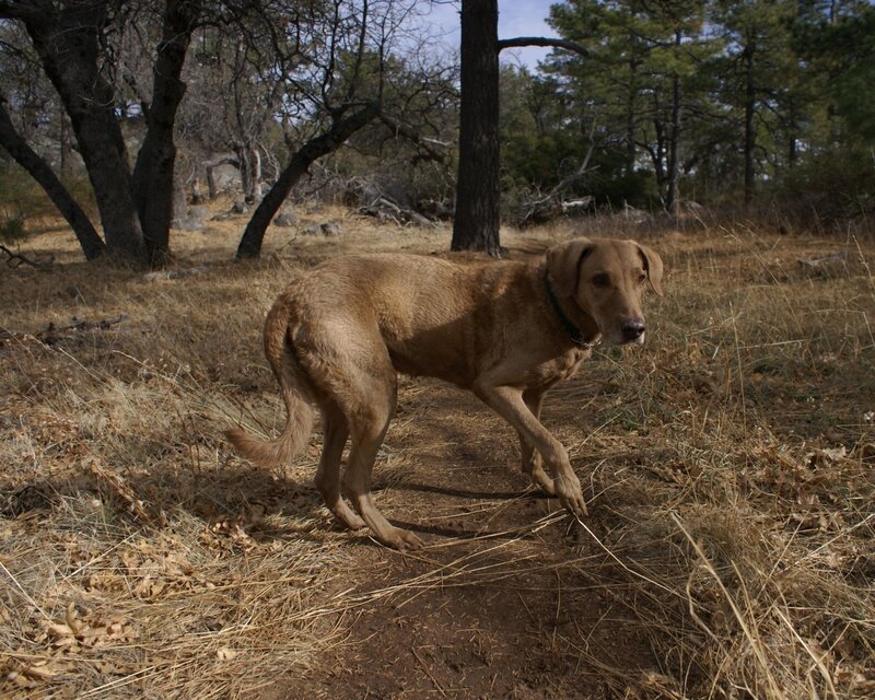 Dog on a forest trail