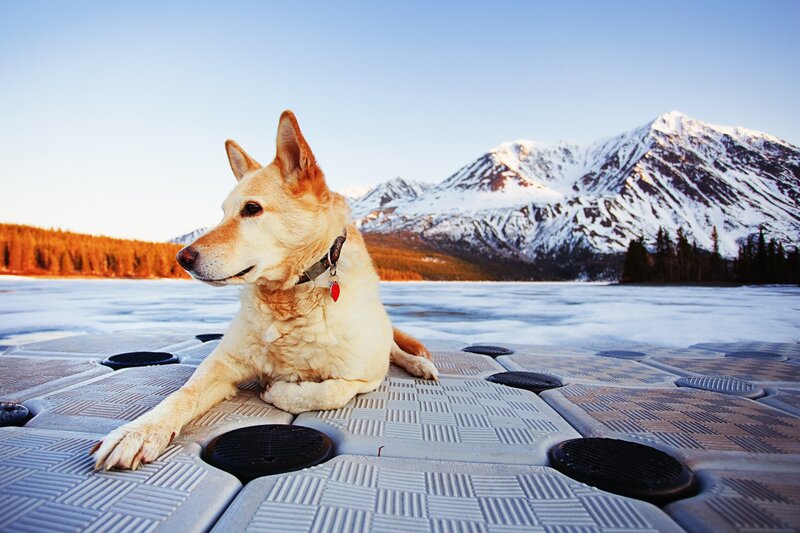Dog on a frozen lake