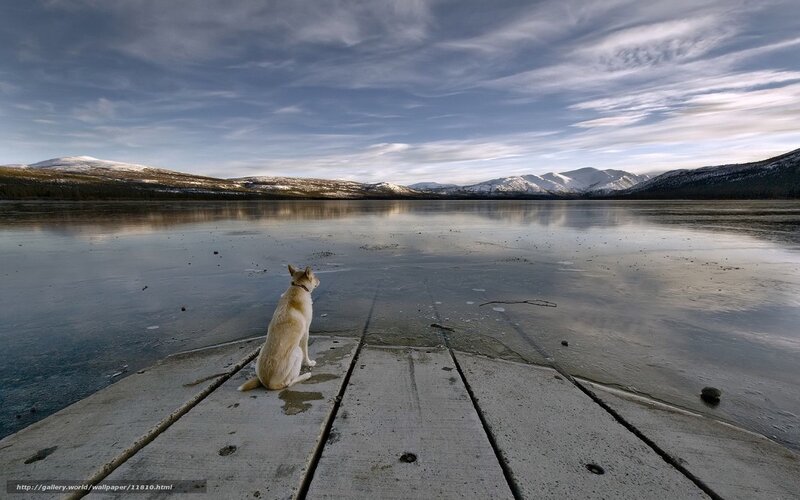 Dog on a frozen lake
