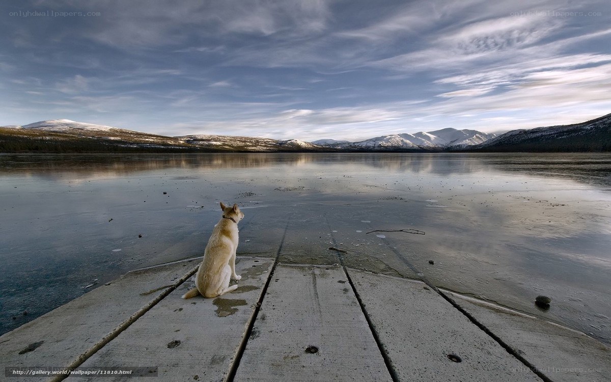Dog on a frozen lake