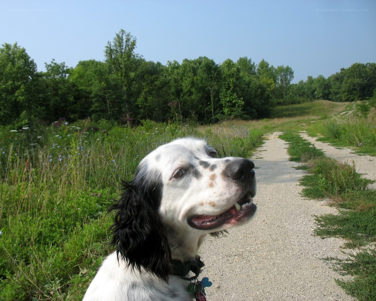 dog on a gravel path