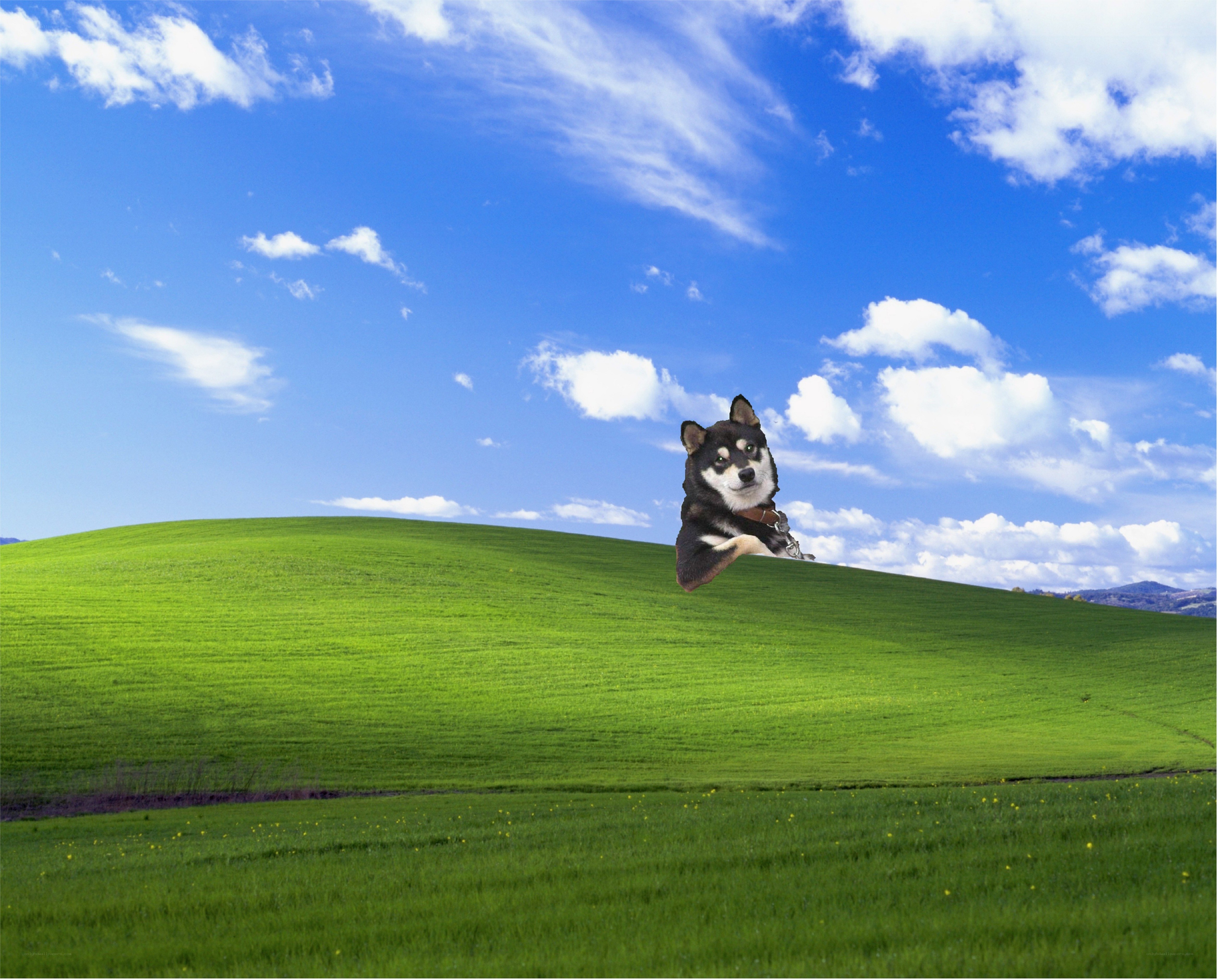 dog on a green hill