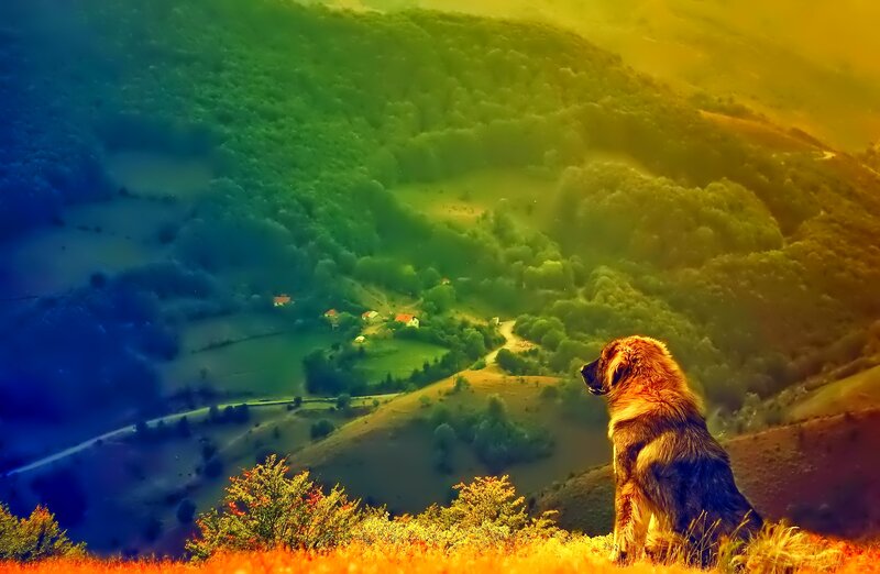 Dog on a Hill — Green