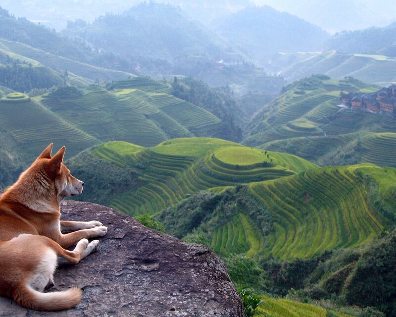 Dog on a hill overlooking rice terraces