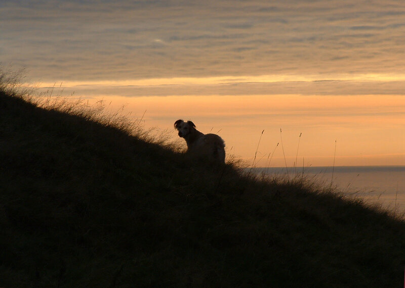 Dog on a Hill