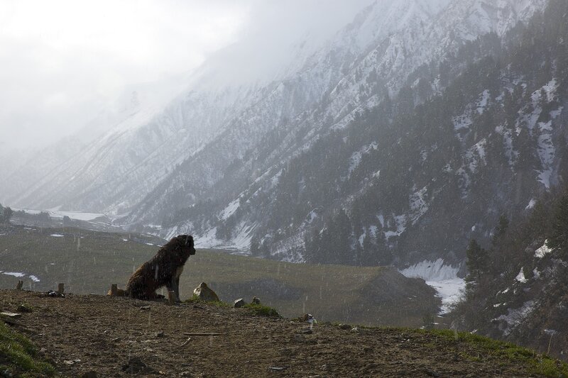 Dog on a Hillside — Brown