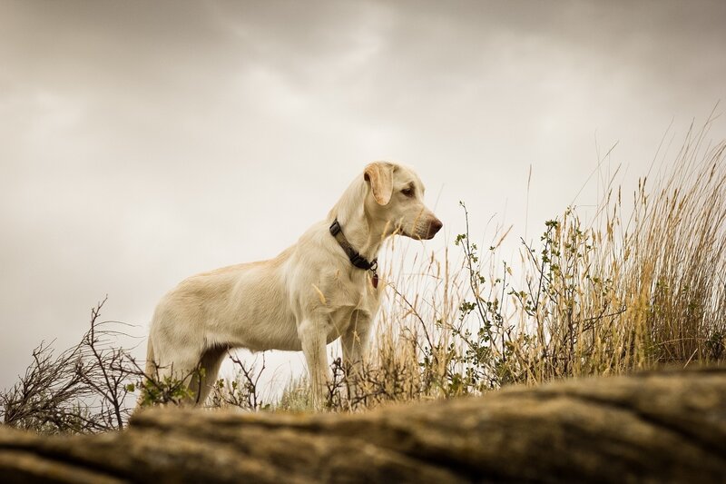 dog on a hillside