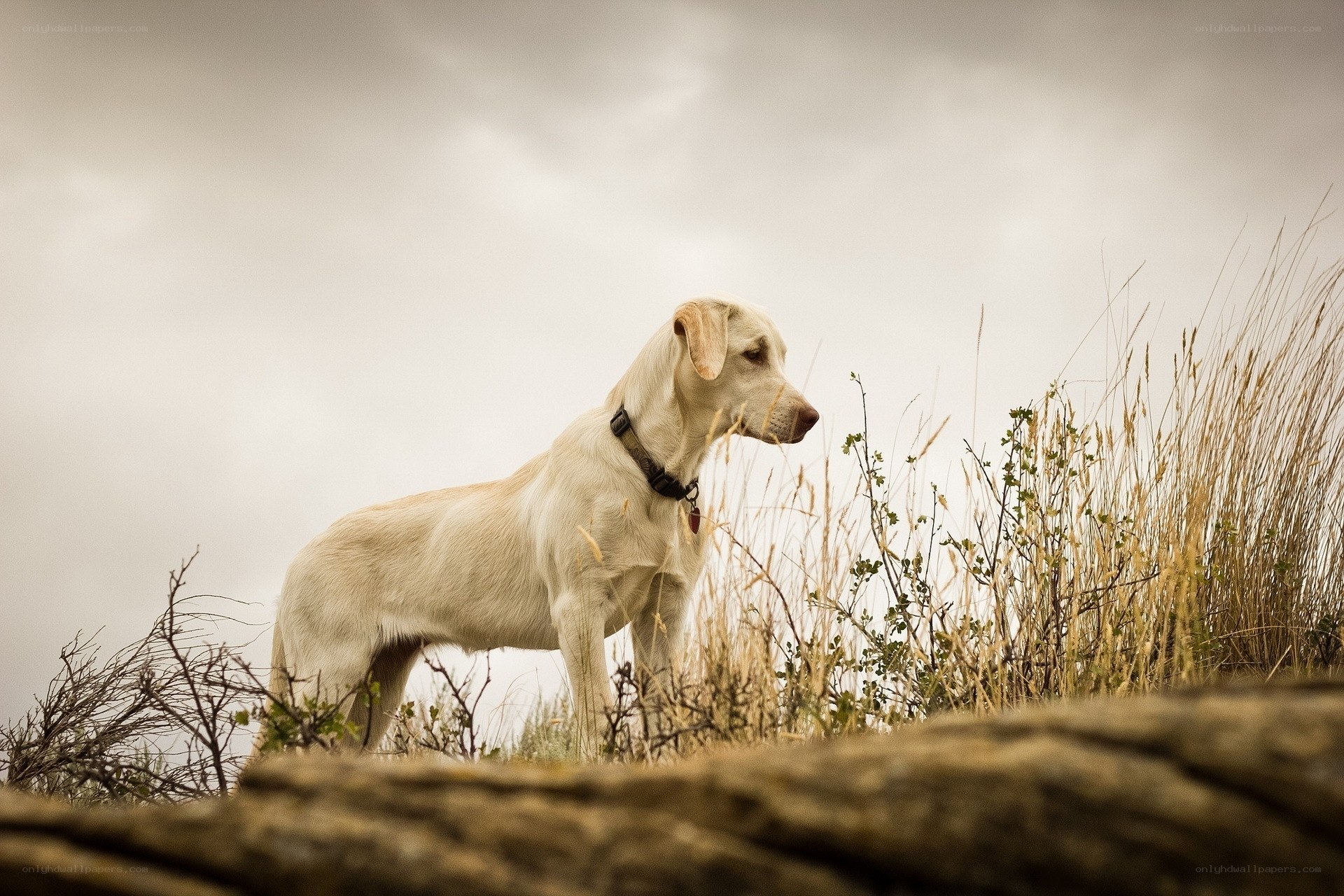 dog on a hillside