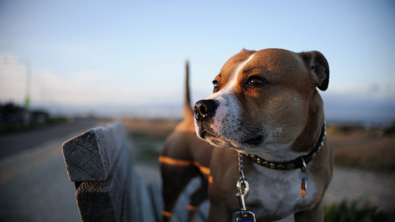 dog on a leash at sunset