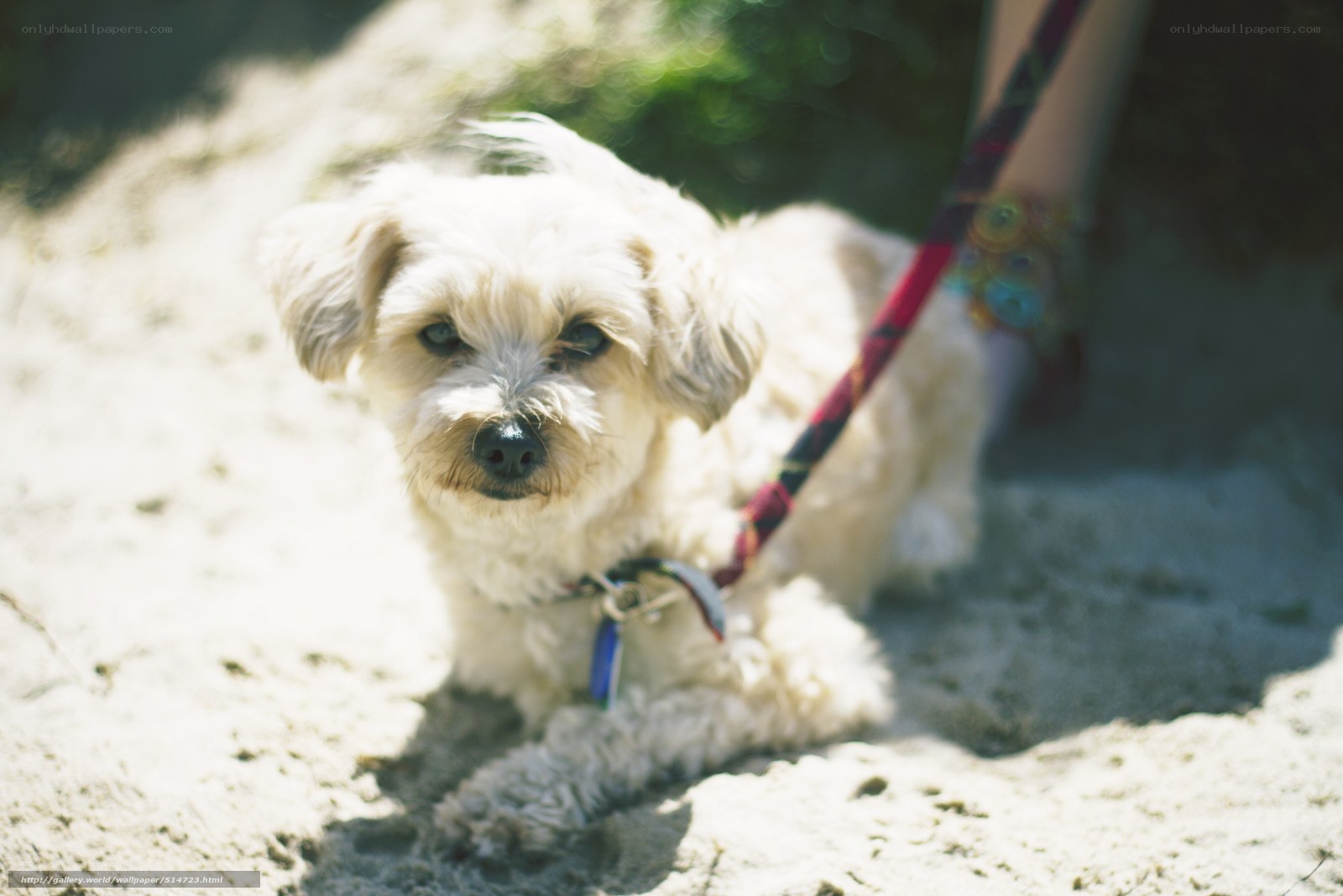dog on a leash at the beach