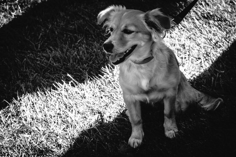 Dog on a Leash — Black