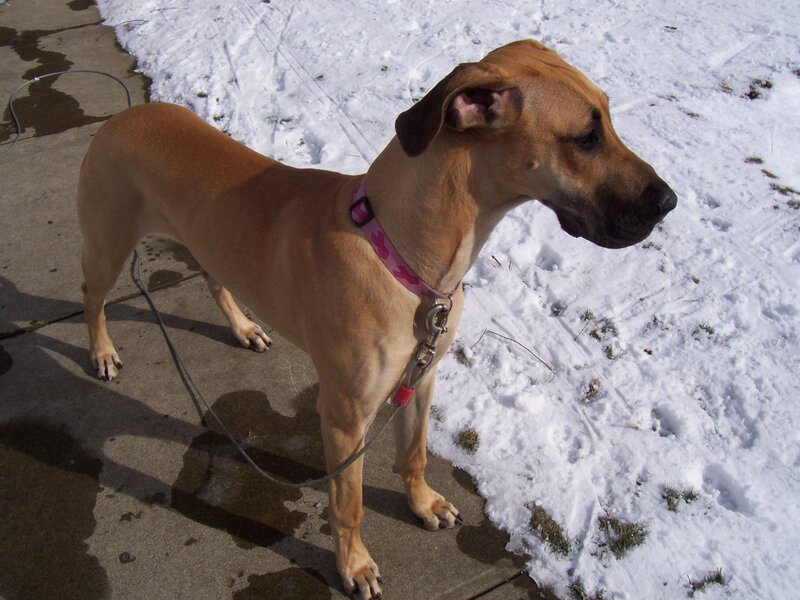 dog on a leash in snow