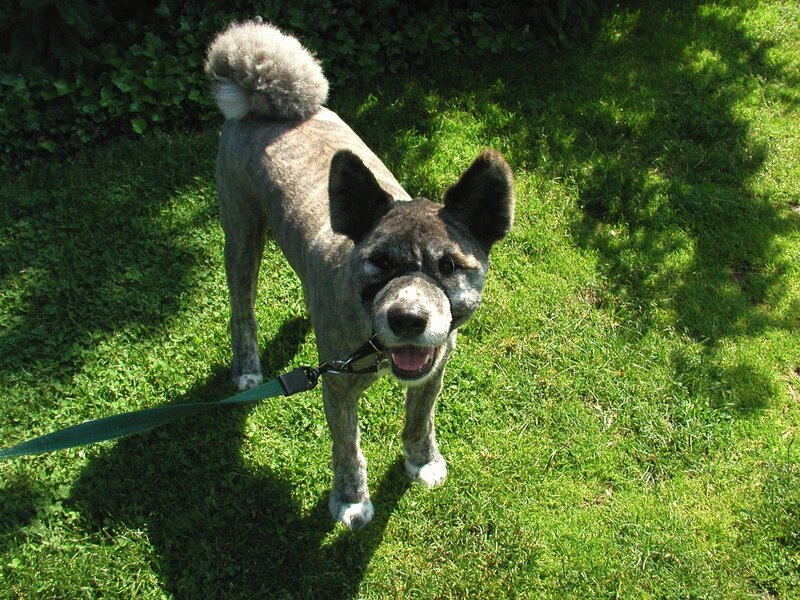 dog on a leash in the garden