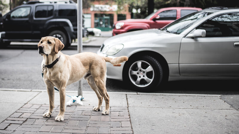 dog on a leash on sidewalk