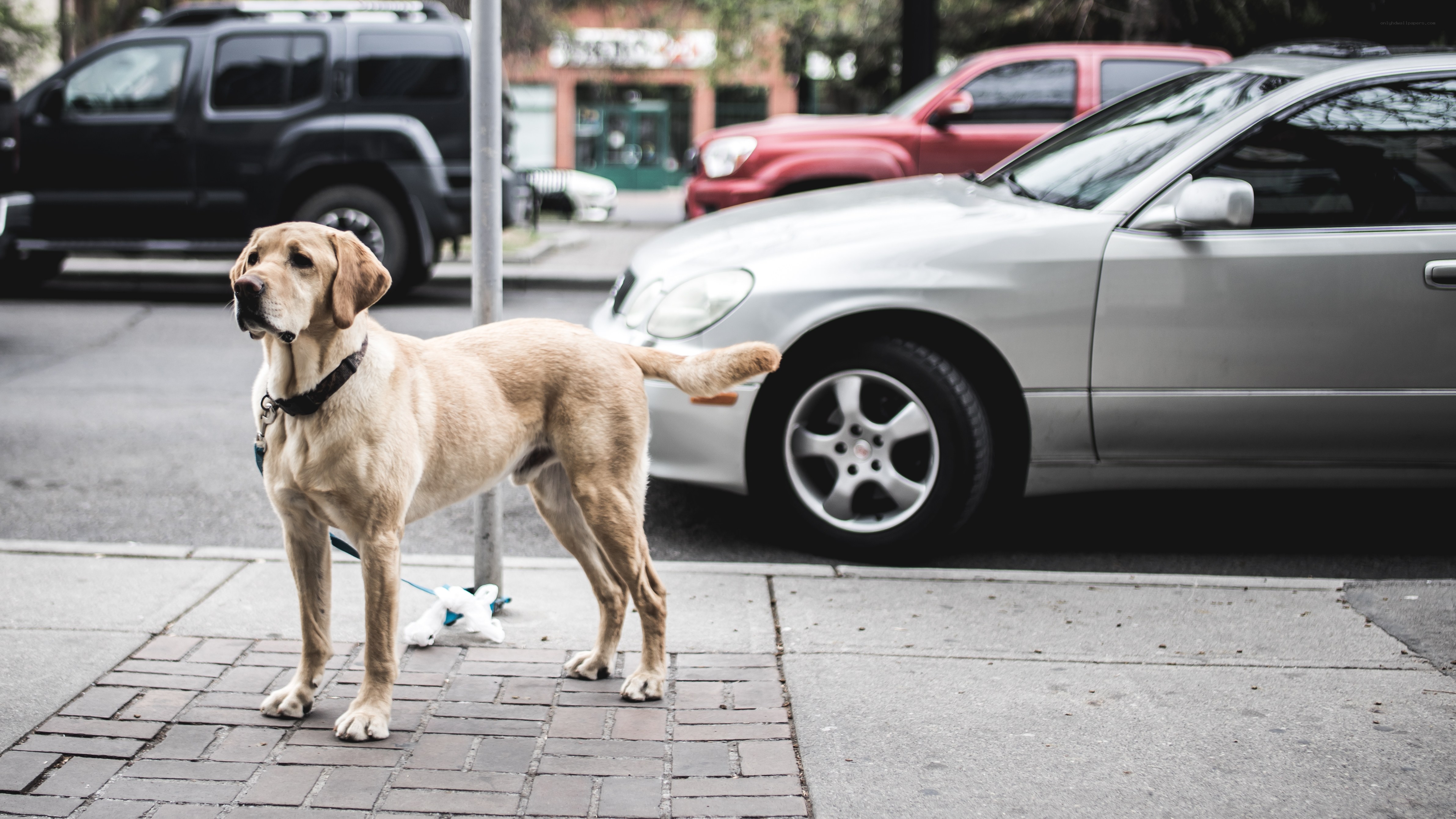 dog on a leash on sidewalk
