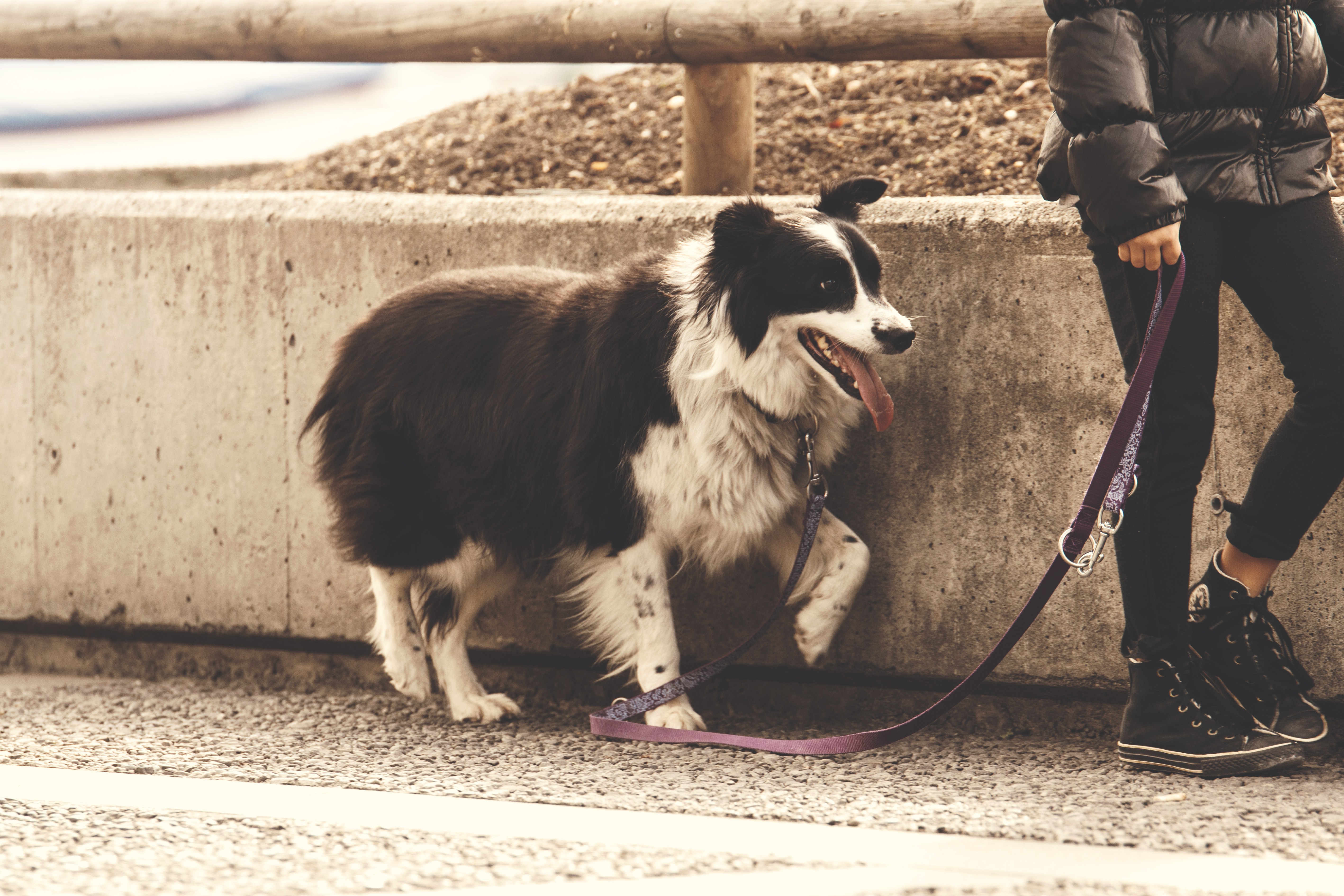 dog on a leash with owner