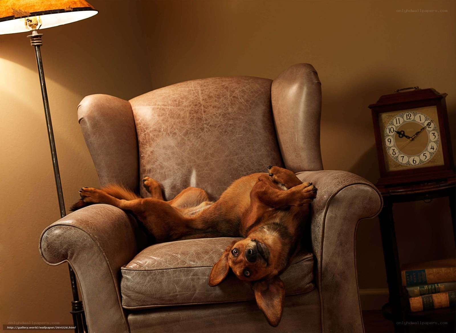 dog on a leather chair