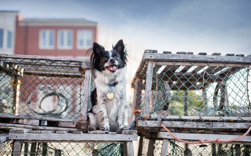 Dog on a lobster trap