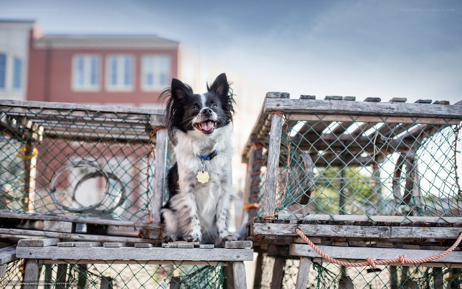 Dog on a lobster trap