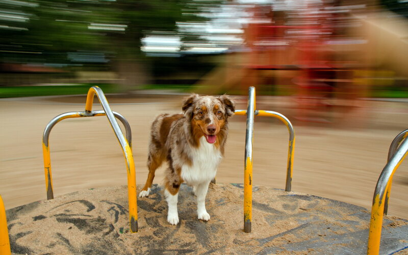 Dog on a Merry-go-round