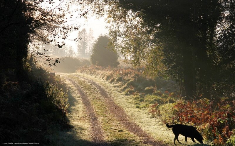 Dog on a misty forest path