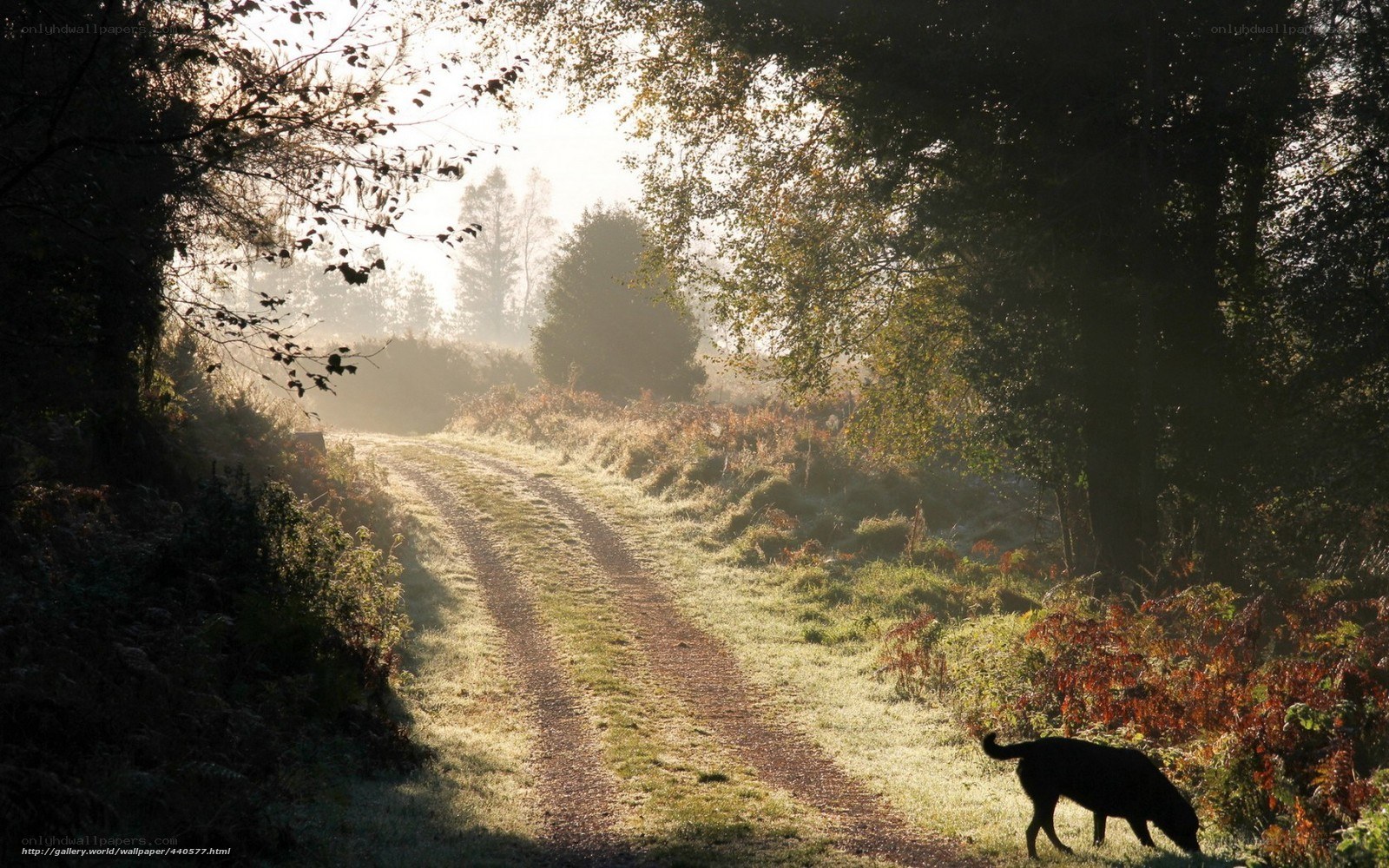 Dog on a misty forest path