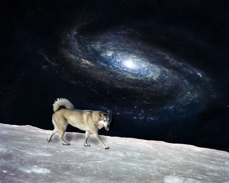 Dog on a moon-like surface