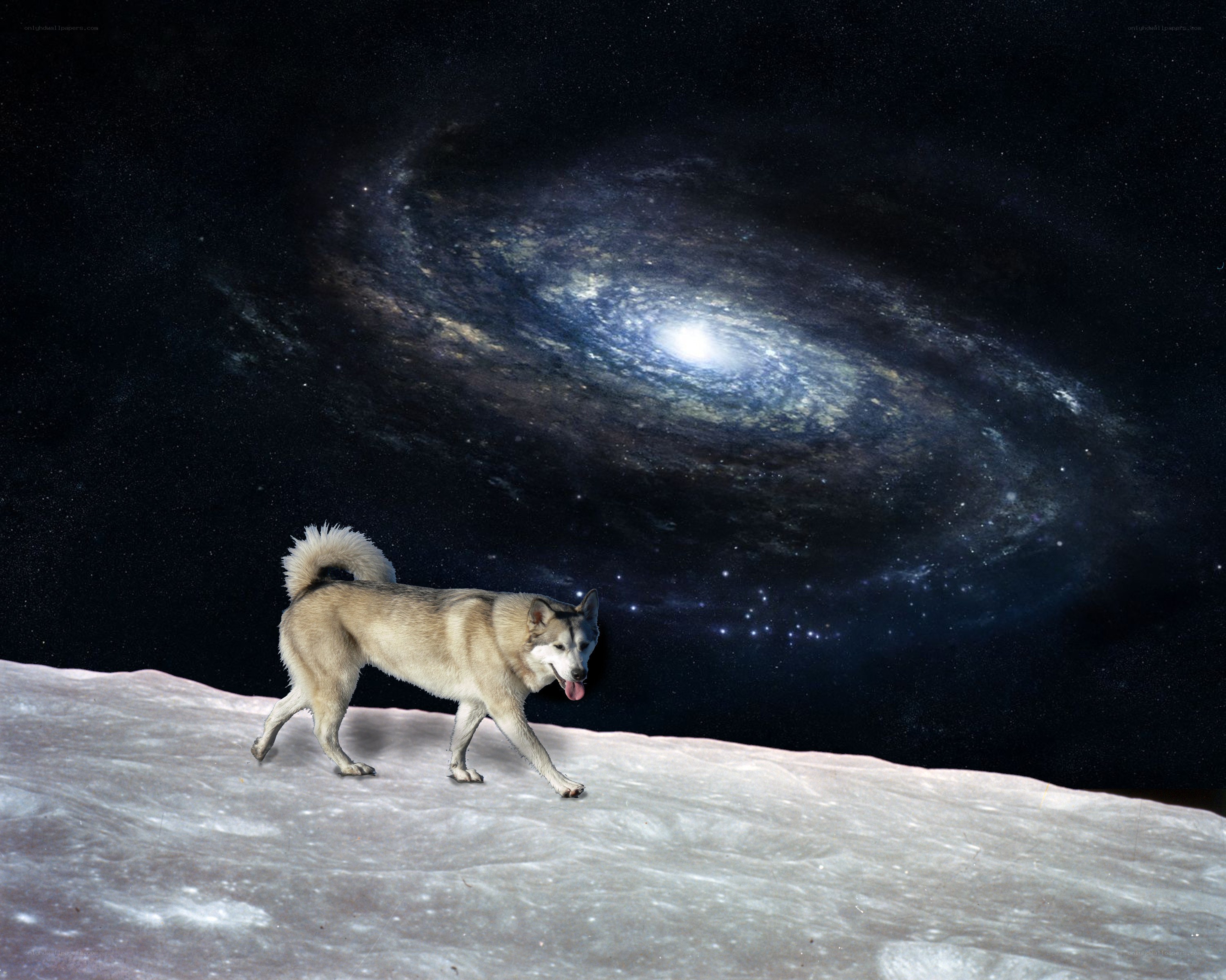 Dog on a moon-like surface