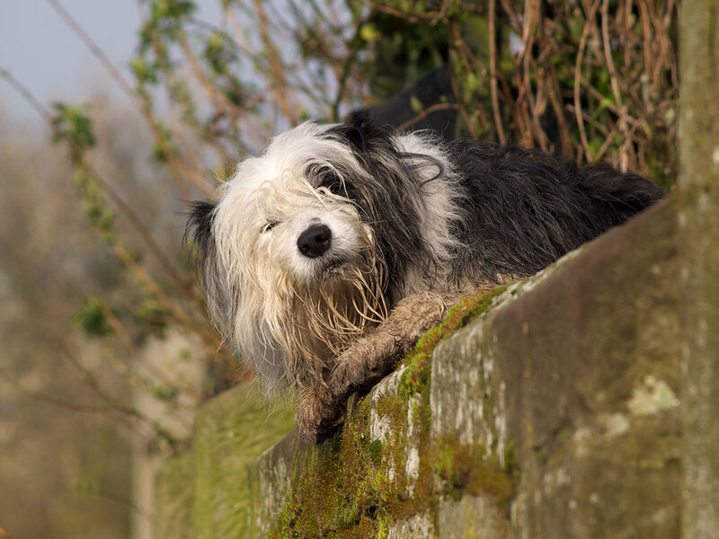 dog on a mossy wall