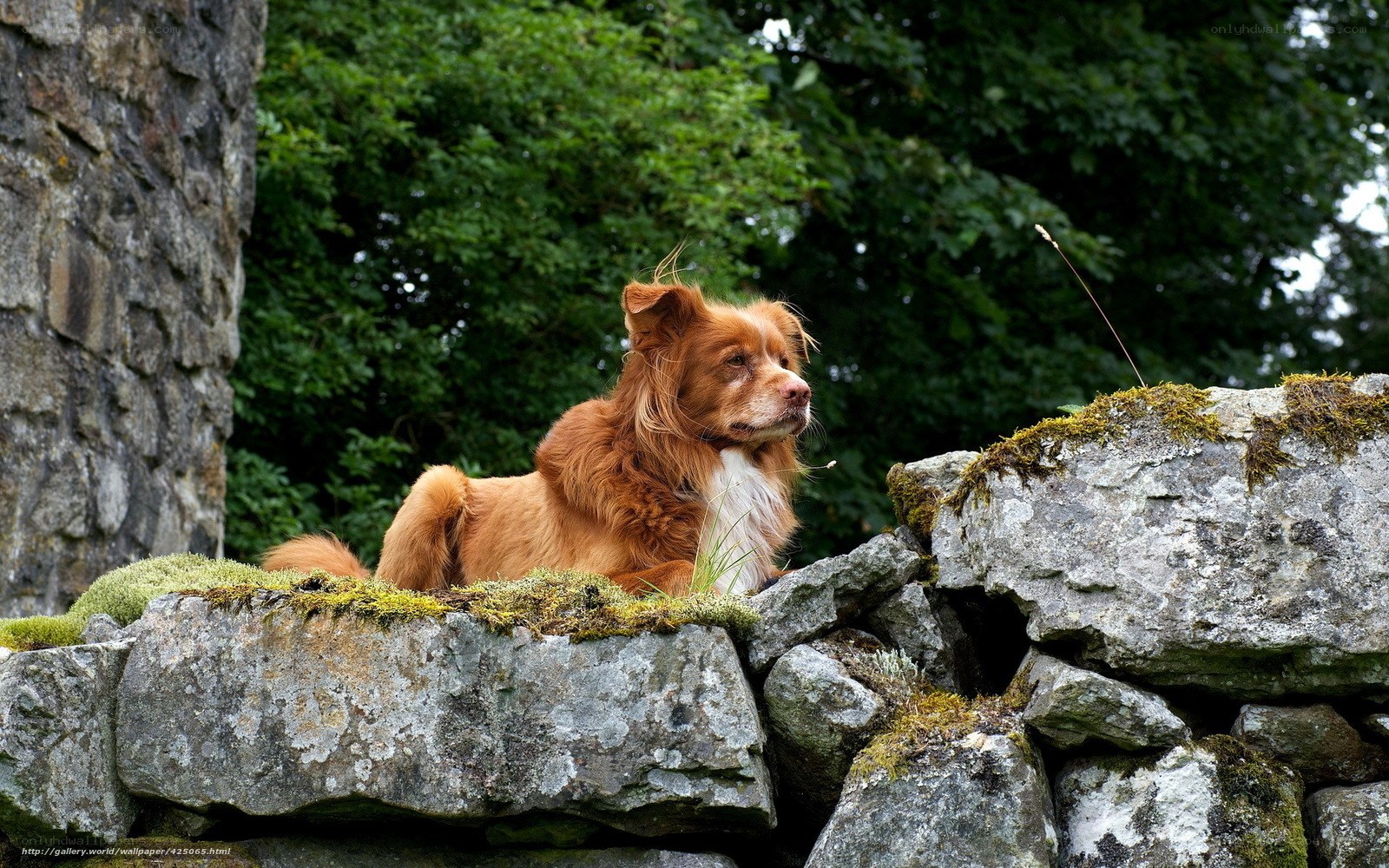 Dog on a mossy wall