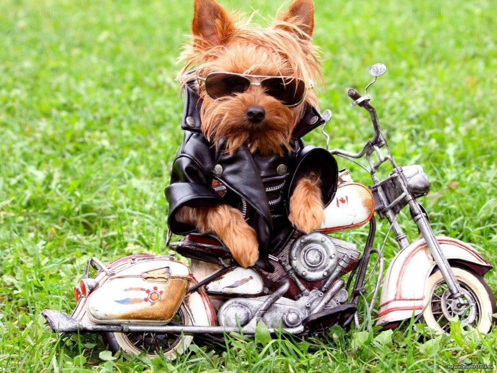 dog on a motorcycle