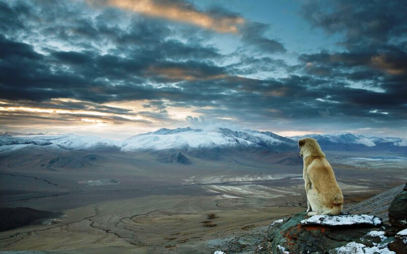 Dog on a Mountain — Blue, Dramatic