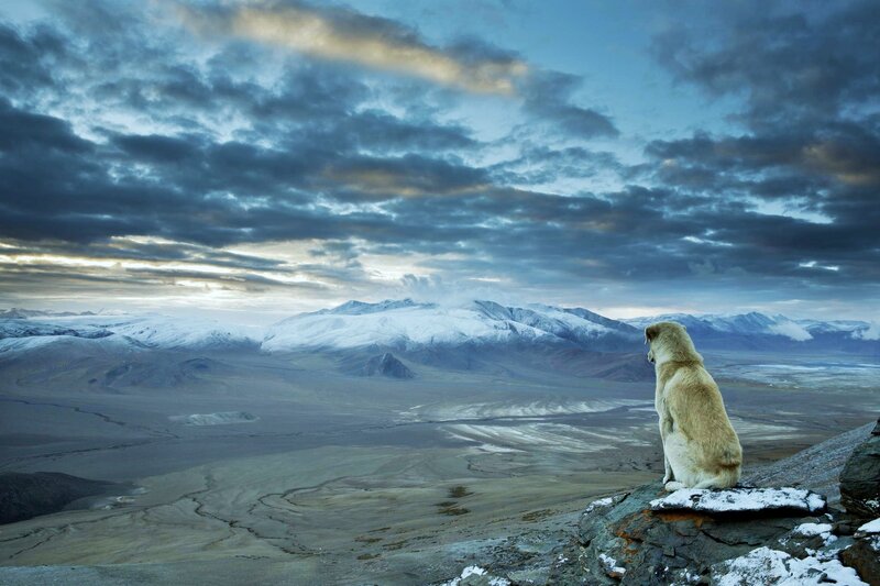 Dog on a Mountain — Blue