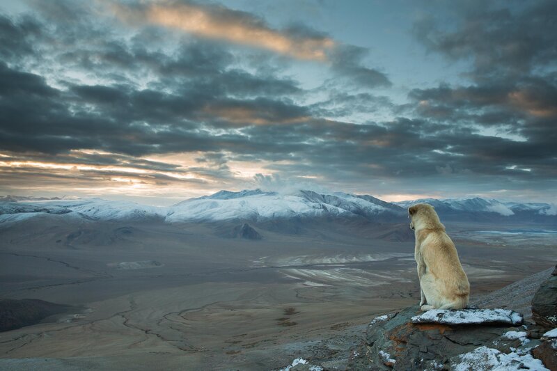 Dog on a Mountain — Gray