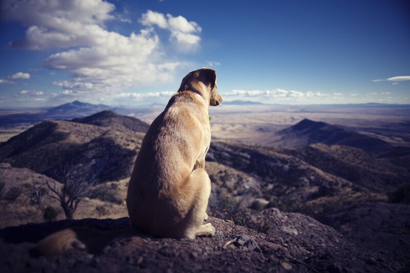Dog on a mountain overlook