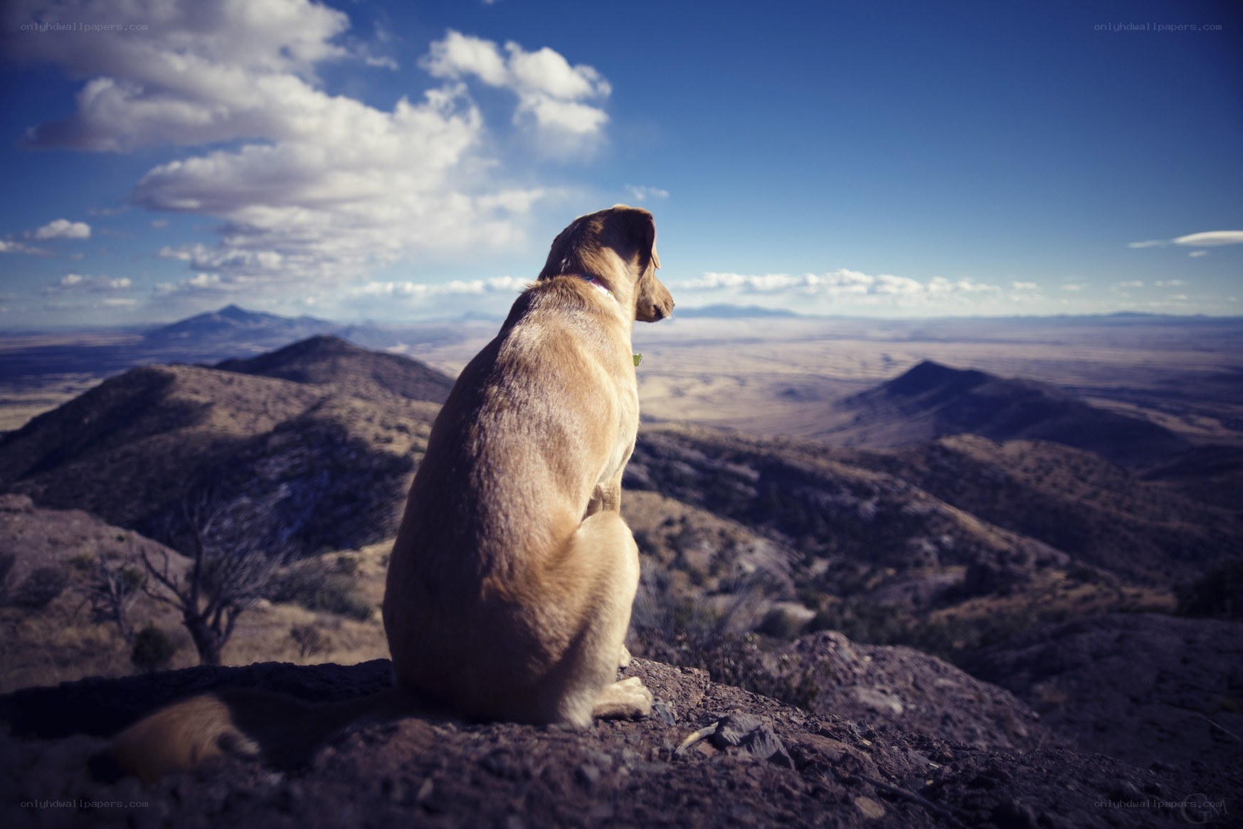 Dog on a mountain overlook