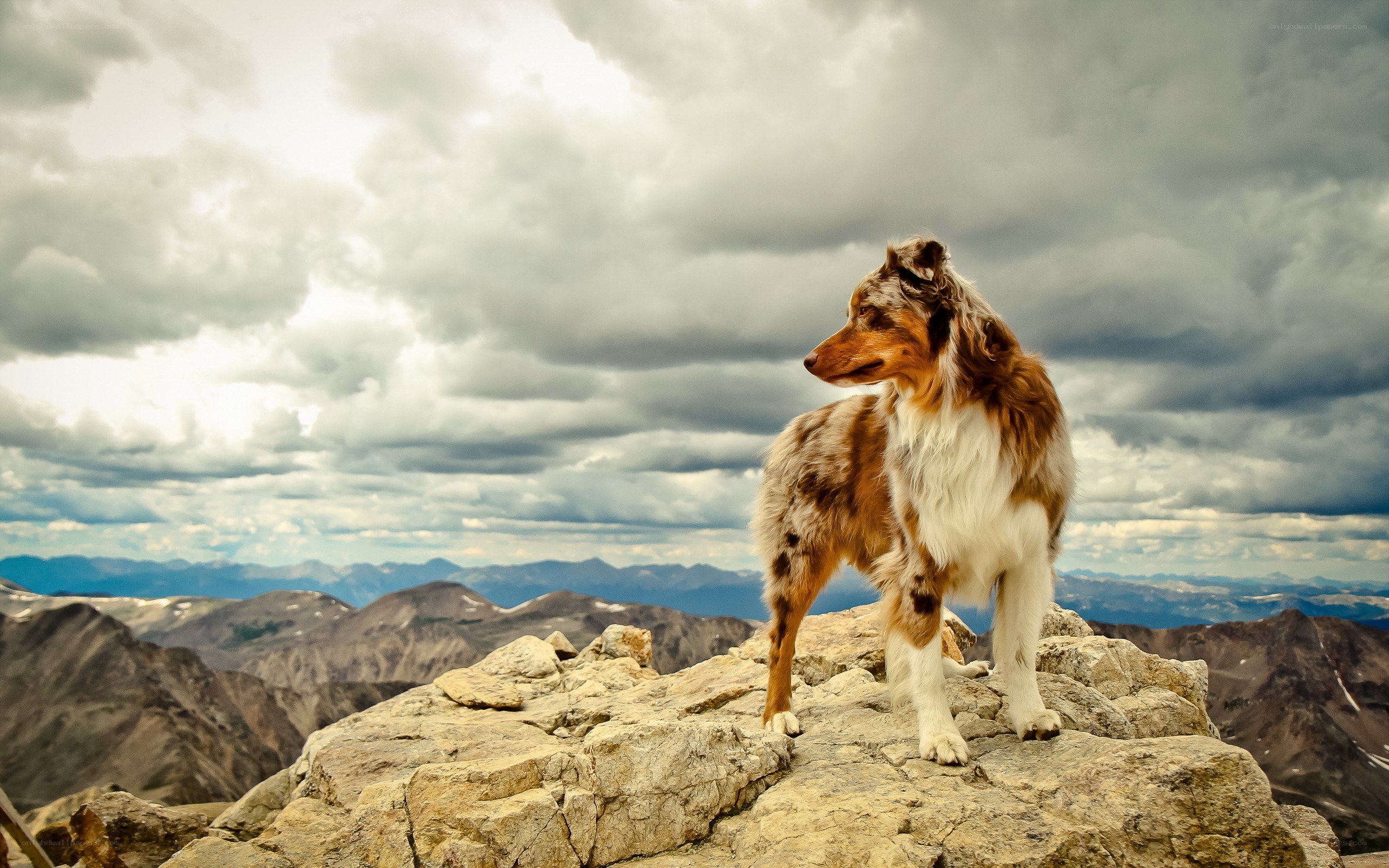 Dog on a mountain peak