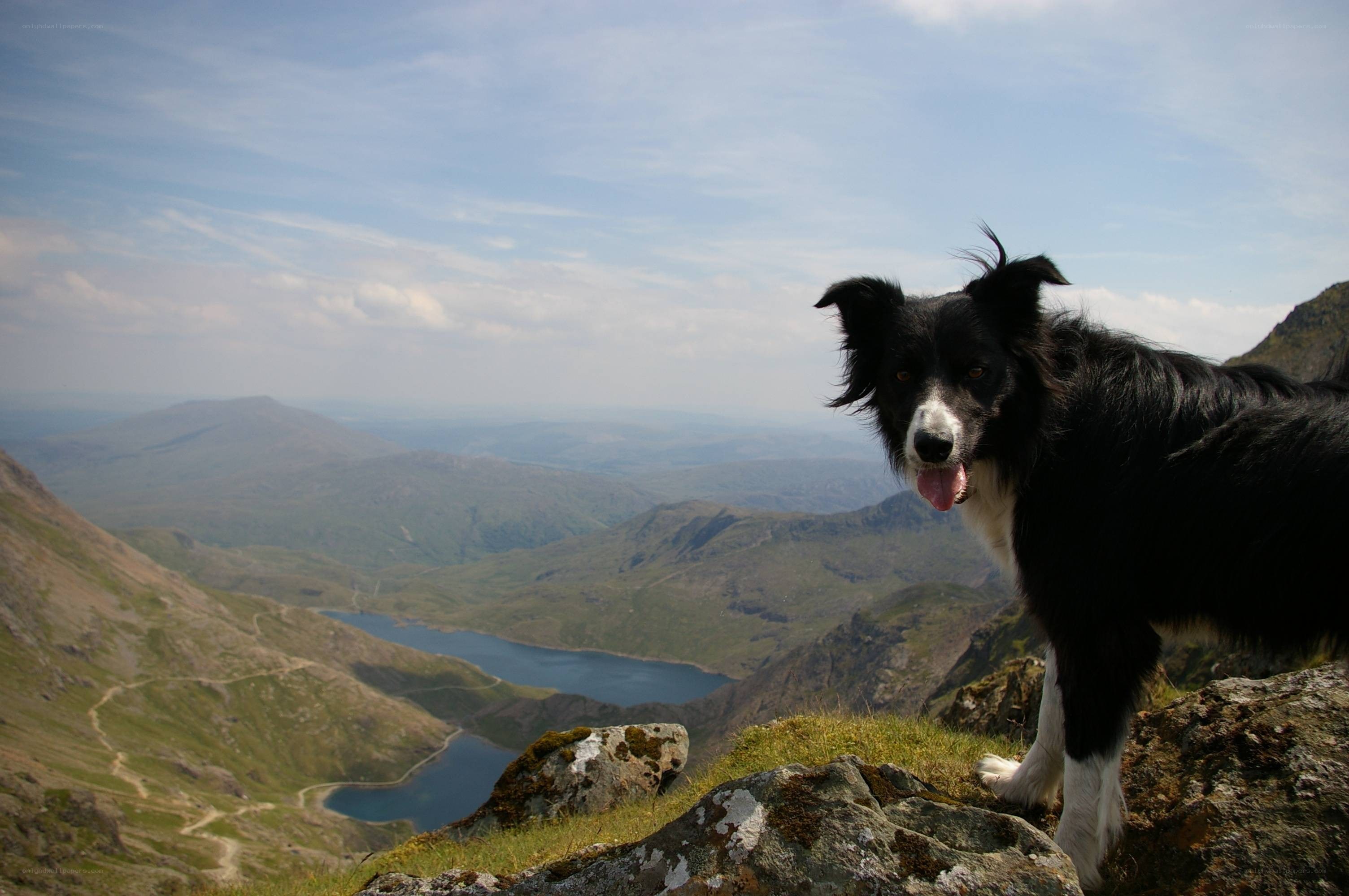 Dog on a mountain peak