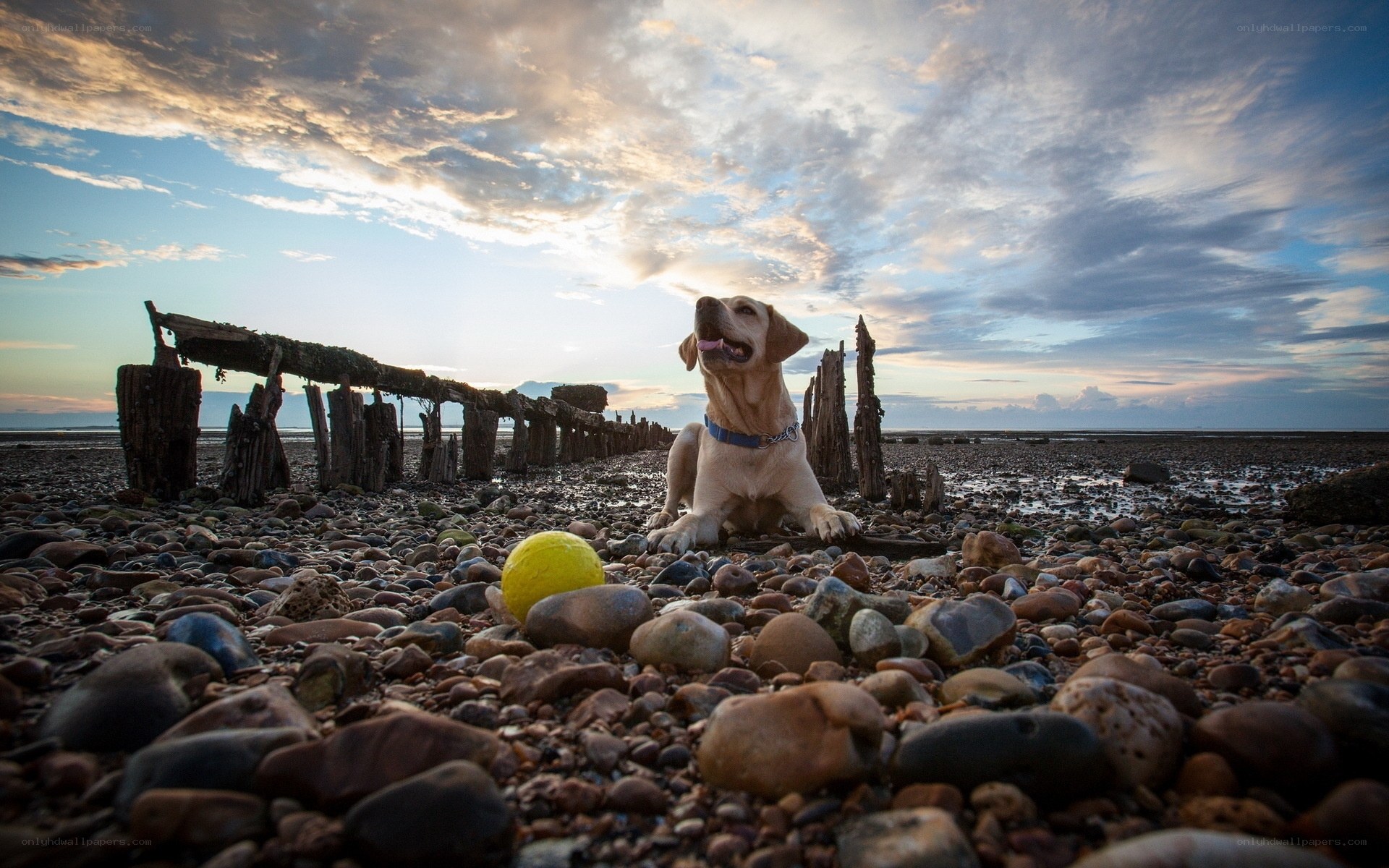 Dog on a pebble beach at sunset